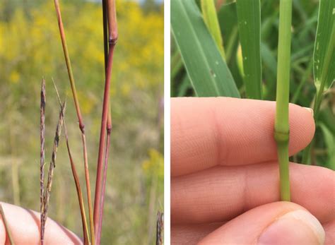 Telling apart grasses, sedges, rushes | Grasses at a Glance | Illinois ...