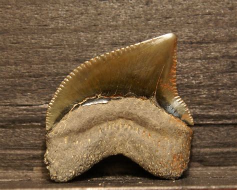 Crow Shark Teeth. - Member Collections - The Fossil Forum