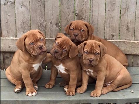 Dogue De Bordeaux Puppies For Sale | Miami, FL #145245