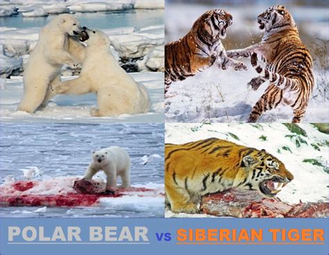 Bear versus Siberian Tiger - Battles - Comic Vine