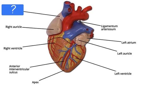 heart anatomy Flashcards | Quizlet