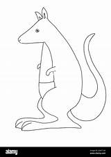 cute kangaroo Illustration coloring Stock Photo  Alamy sketch template