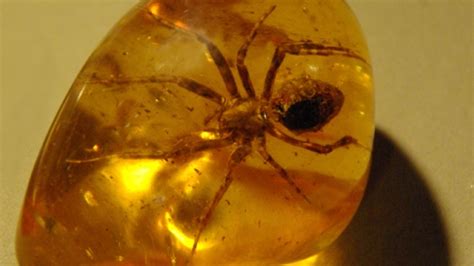 Armored Spider With Horned Fangs Discovered After 99 Million Years ...