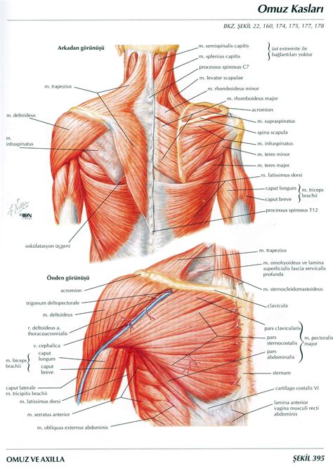 Netter-Anatomi-Atlasi-Turkce | Shoulder muscle anatomy, Shoulder ...