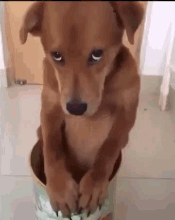 a brown dog sitting in a bucket on the floor