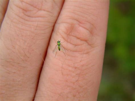 a tiny green insect sitting on top of a persons finger