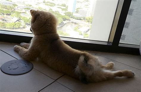 How To Potty Train Your Shiba Inu Puppy - My First Shiba Inu