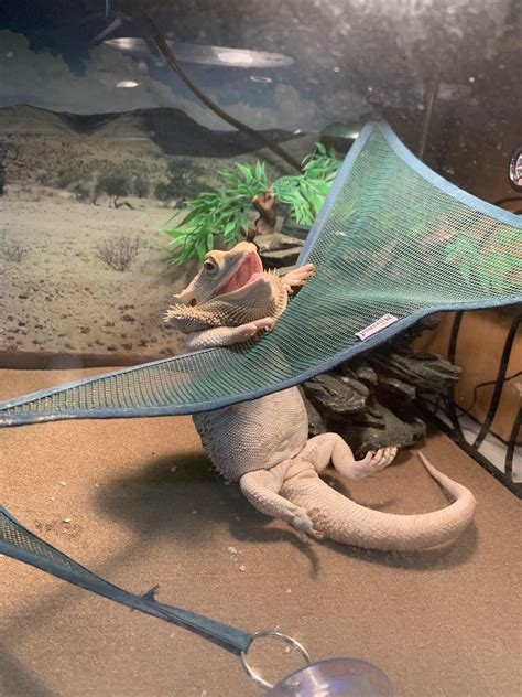 This little is also a Hammock Guy.. oops! Hammock Dragon🦎🐉 Bartagamen ...