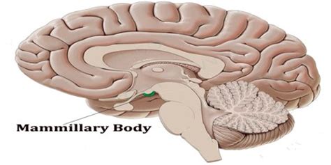 Mammillary Body - Assignment Point