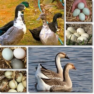 Goose Eggs vs Duck Eggs: (Which Is Better?) - NatureWord