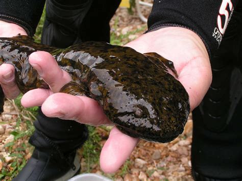 Hellbender Facts and Habitat: US Fish and Wildlife Service May Put North America's Biggest ...