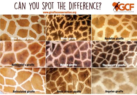 Different giraffe spot pattern by sub-specie . : r/giraffes