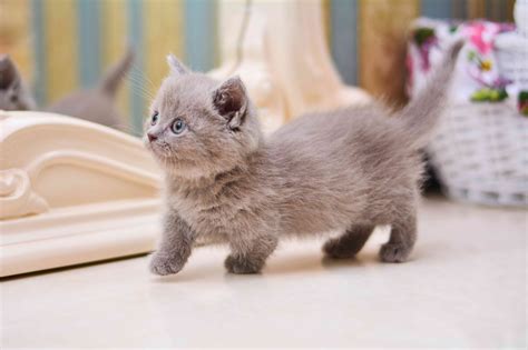 Munchkin Cat Breed Health and Care | PetMD