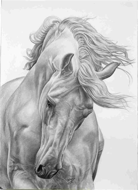 Mustang Horse Drawing at PaintingValley.com | Explore collection of Mustang Horse Drawing