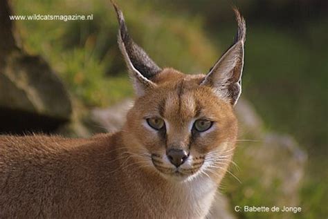 Caracal or Desert Lynx (Felis caracal) - Wild Cats World