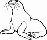 Seal Coloring Pages At GetColoringscom  Free Printable Colorings sketch template