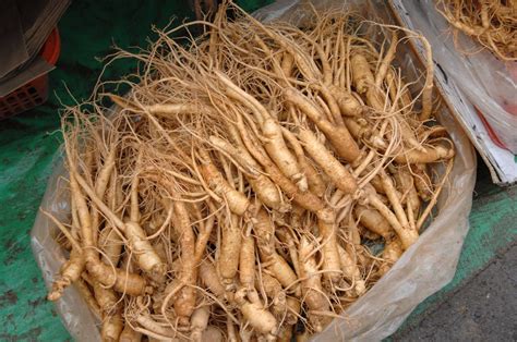 Learn All About the Health Benefits of Red Ginseng