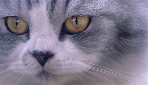 Closeup Face Of Persian Cat Free Stock Photo - Public Domain Pictures