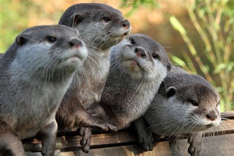 Facts about otters