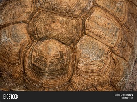 Tortoise Shell Pattern Background