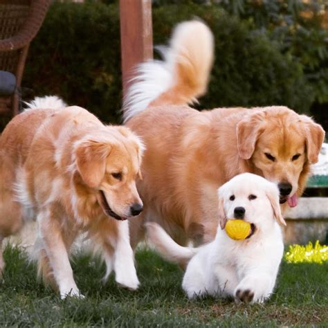 Golden Retriever Puppies Nj Adoption - As a 501 (c) (3) non profit ...