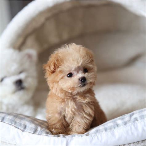 25 Teddy Bear Dog Breeds - Shichon, Morkie, Cockapoo | Bear dog breed ...