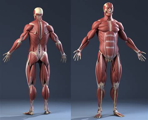 Male Anatomy(muscles,skeleton) 3D Model