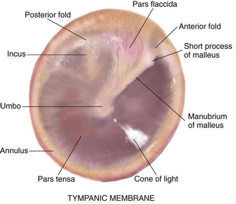 Myringoplasty or tympanoplasty procedure, risks, complications, recovery & recovery time