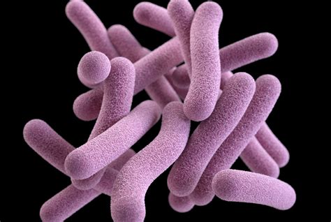 Gut Microbes Altered Long After Finishing Tuberculosis Treatment | Newsroom | Weill Cornell Medicine