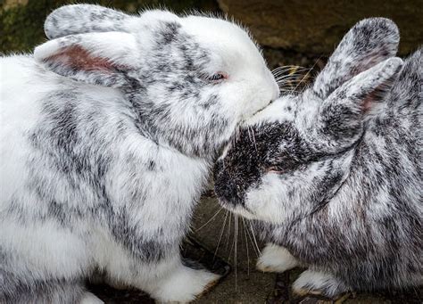 Two Bunnies Kissing Stock Photos, Pictures & Royalty-Free Images - iStock