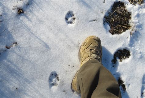 coyote tracks – Oakland County Blog