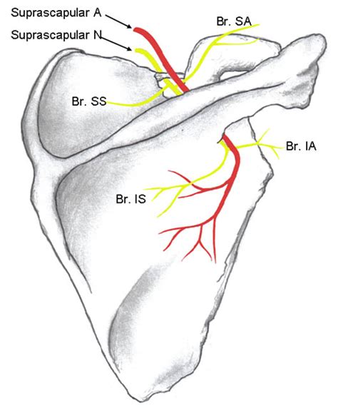 Suprascapular Nerve Block