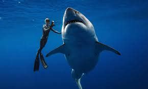 Sharks Are More Likely To Attack In The Atlantic Ocean Than The Pacific ...