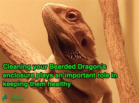 How To Clean A Bearded Dragon Tank: 8 Steps (with Pictures)