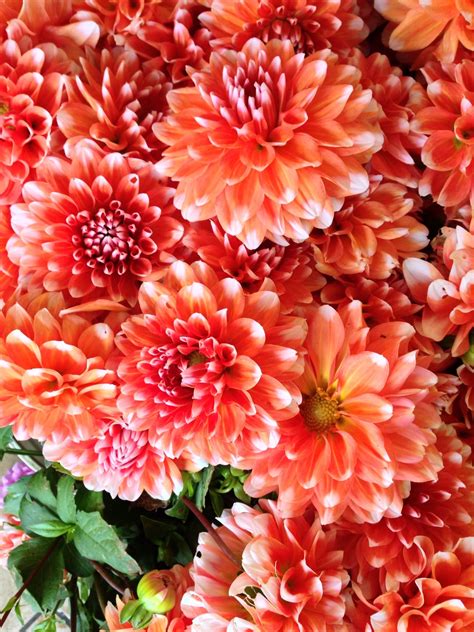 Peach color Dahlias! | Beautiful flowers, Flower beauty, Colorful flowers