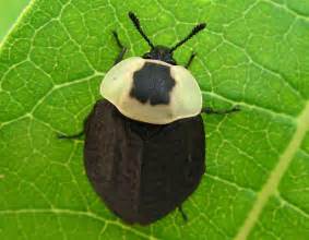 American carrion beetle - Alchetron, the free social encyclopedia