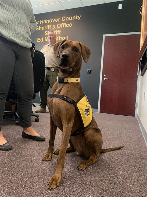 New Hanover County Sheriff's Office introduces newest K9 deputy - WWAYTV3