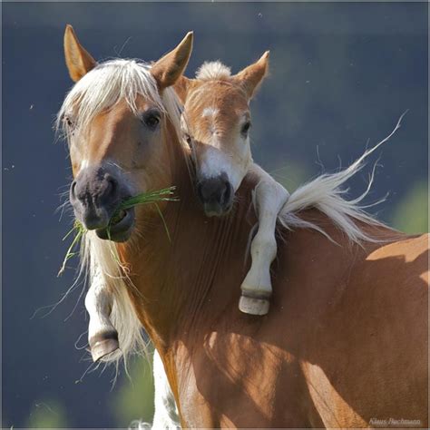 Cute animal hugs