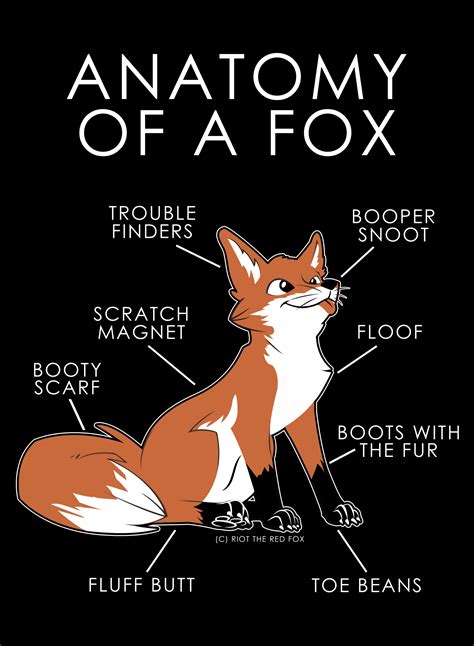 Anatomy of a Fox (Artist: Zillion) : r/furry