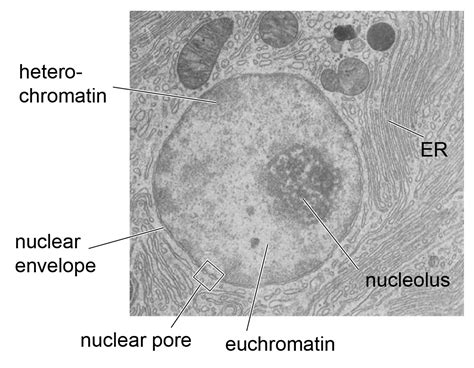 Cell Nucleus - function, structure, and under a microscope - Rs' Science