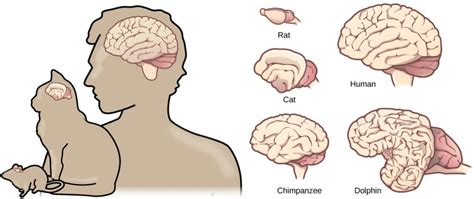 8.2 – Brain evolution – Introductory Animal Physiology