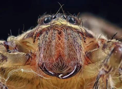 Venomous Spiders in North America - Nature Roamer