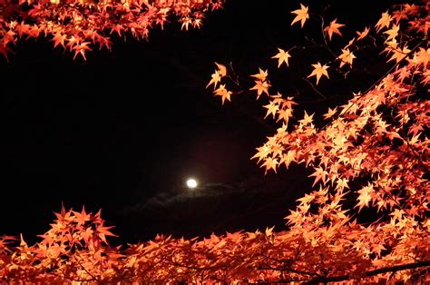 ファイル:Arashiyama Hanatōro, Nison-in 嵐山花灯路・二尊院 紅葉と月 DSCF5361.JPG - Wikipedia