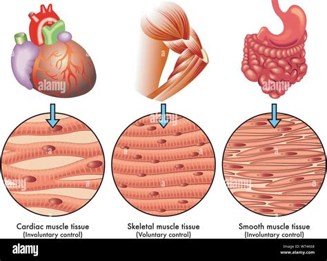 Ilustración médica de los diversos tipos de tejido muscular humano ...