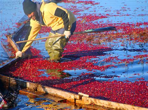 Bay of Fundy Blog: Cranberry harvest time