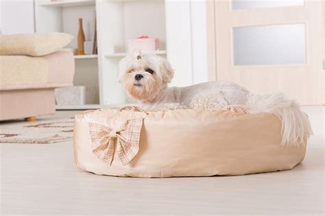 5 Best Dog Beds For Hip Dysplasia [2024 Reviews]