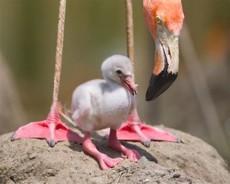 Flamingo chicks are in the pink – Boston Herald