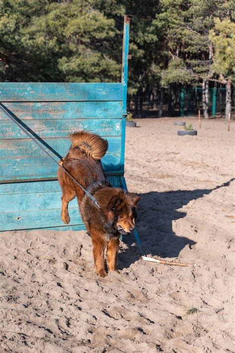 A Tibetan Mastiff Jumps Over a Wooden Fence. Dog Training for Agility ...