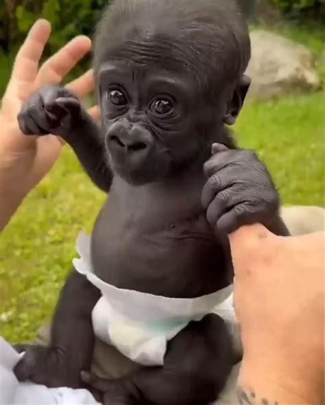 Baby gorilla.... : r/babyanimals