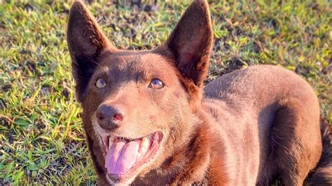 RSPCA rescue dog finds home after two years in care on NSW Mid North ...